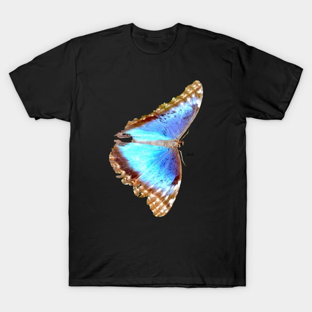 Morpho Butterfly on black T-Shirt by Wolf Art / Swiss Artwork Photography